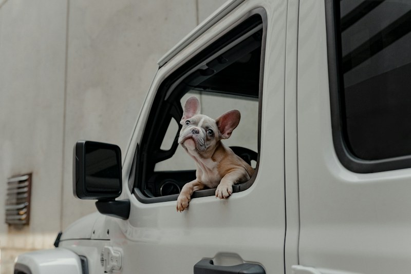 Aracın penceresinden bakan küçük köpek